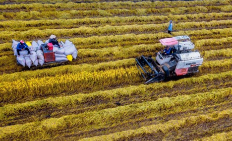 Vietnam's rice export prices now highest worldwide