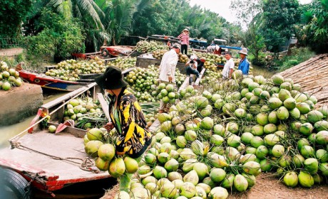 Doanh nghiệp cần lưu ý gì khi xuất khẩu dừa tươi sang Trung Quốc?