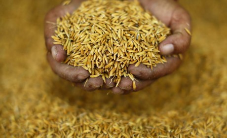 Dự báo xuất khẩu gạo năm 2024 của Việt Nam vượt mục tiêu