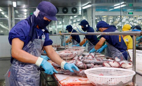 Các nước Đông Nam Á ồ ạt mua cá tra Việt Nam