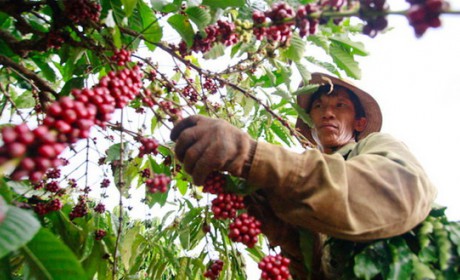 Vietnam's coffee exports to South Korea likely to increase