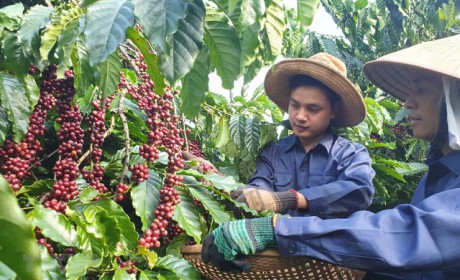Vietnam has opportunity to promote coffee exports to Spain