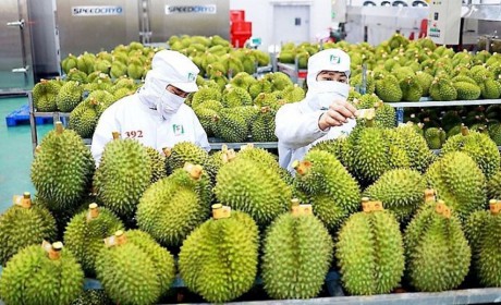 Giải pháp logistics mới hỗ trợ xuất khẩu trái cây Việt Nam sang Trung Quốc