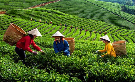 Vietnam is the world's 8th largest tea export market