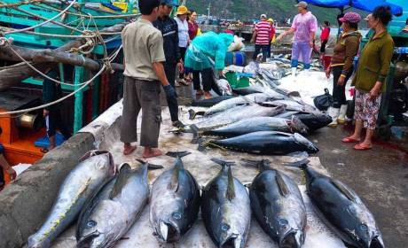 Vietnamese tuna is open to the UK thanks to UKVFTA